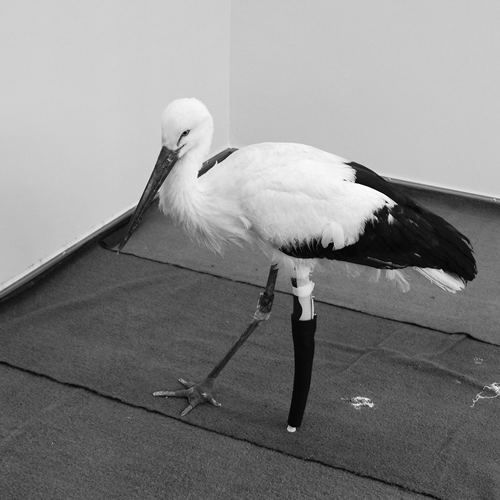 Stork Gets a Prosthetic Leg