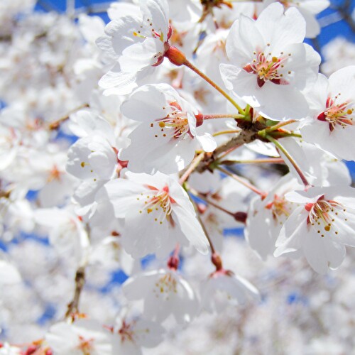 Cherry Blossoms are  at the Heart of What it  Means to Be Japanese