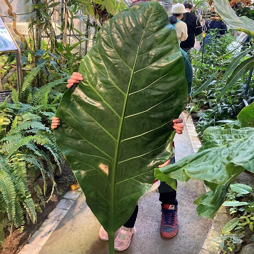 It was the Biggest Leaf in the World she Asked for