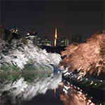 Fluttering and Fluttering and Flurries of Flowers