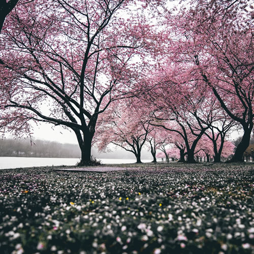 “Cherry blossoms are falling, and the remaining cherry blossoms are also destined to fall”