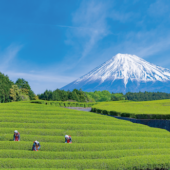 Japan Savvy
