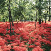 満開の曼珠沙華