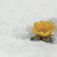 春を告げる福寿草 春を告げる福寿草