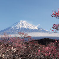 Mt. Fuji with Japanese Plum Blossoms