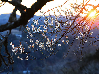 Ume Blossoms
