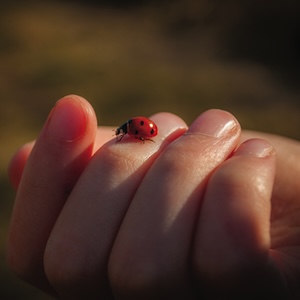 insects
