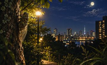 Cicadas in a tree overlooking an illuminated city at night