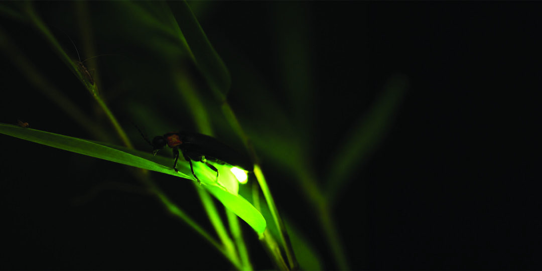Autumn insects resting on green leaves at night