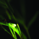 Voices of Insects — The Soundtrack of Autumn in Japan <br src=