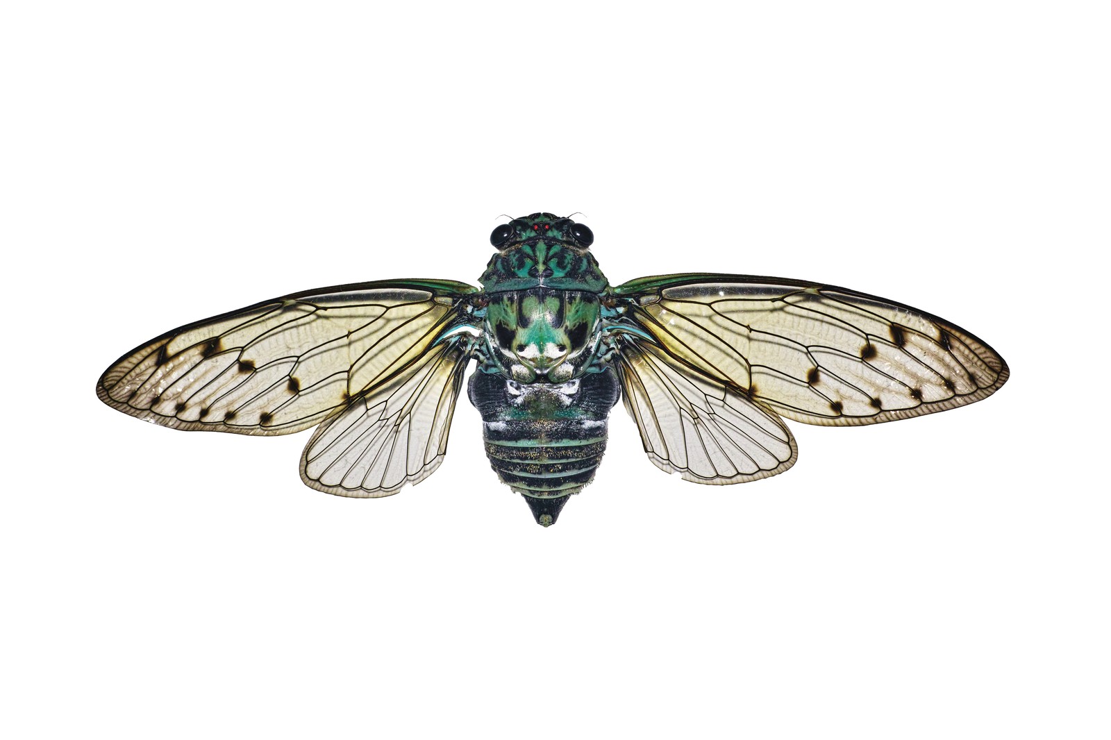 Cicada and butterflies — final issue page 4