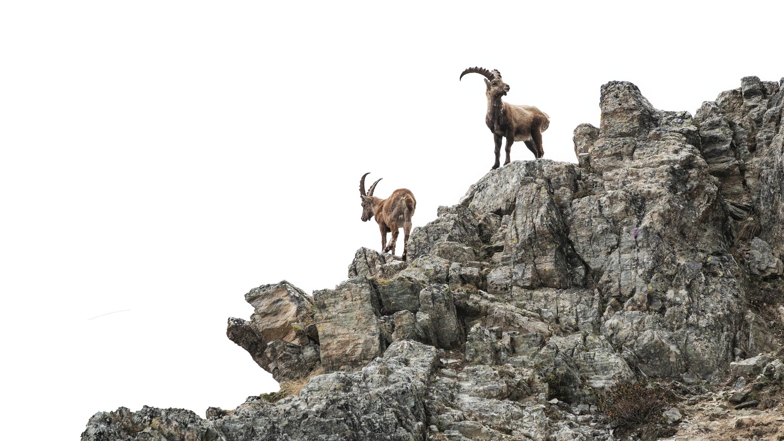 Animals on rocks — final issue page 4