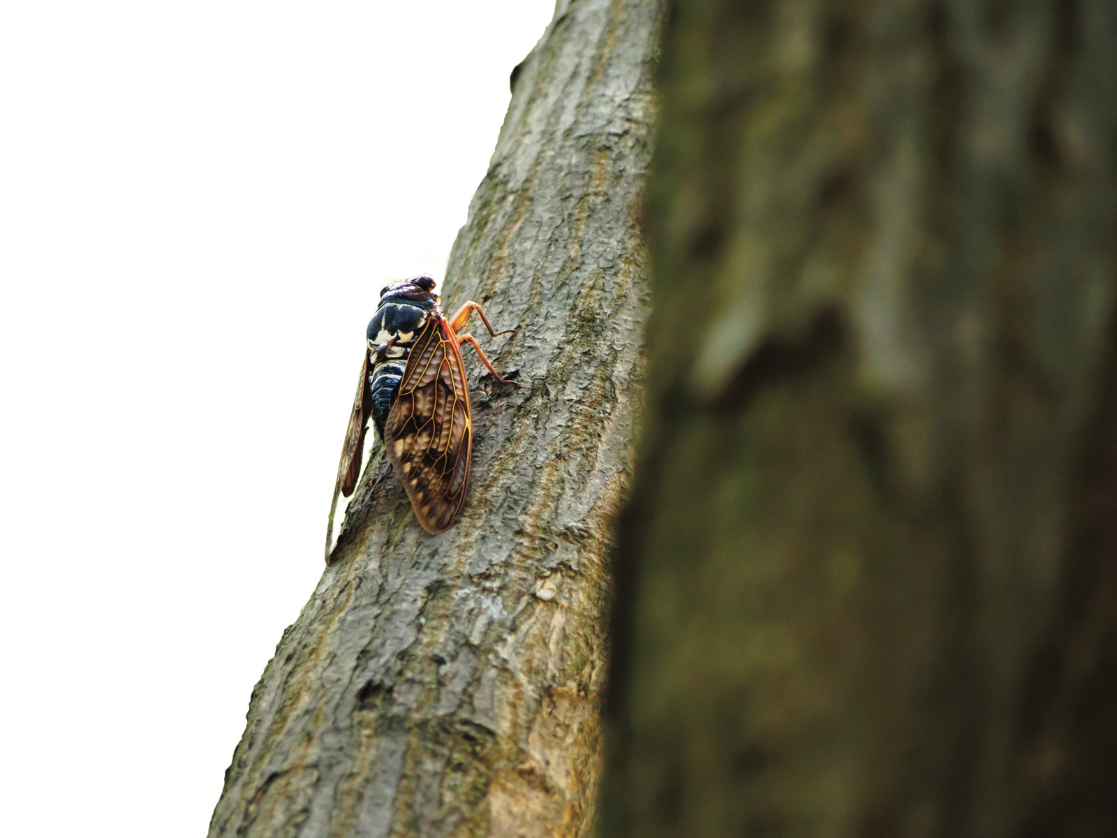 Cicada on a tree — final issue page 6