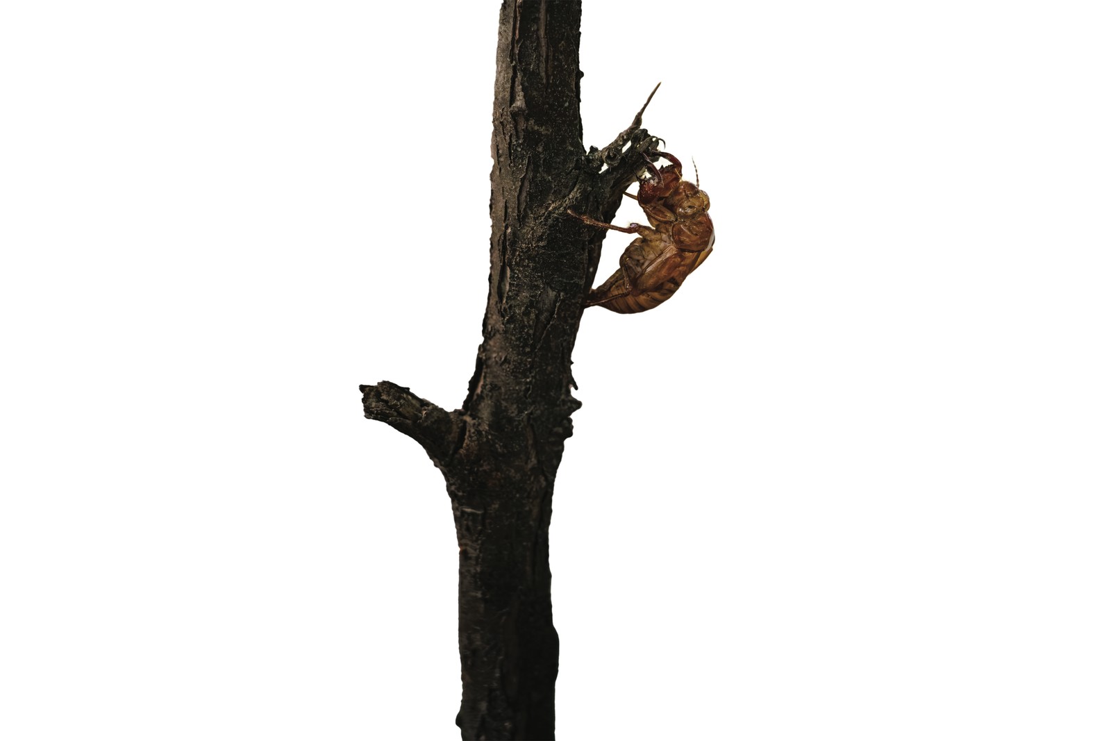 Cicada emerging from its shell — final issue page 11