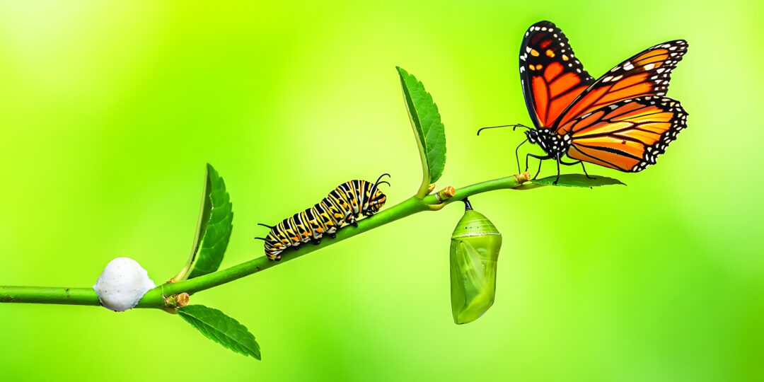 A caterpillar, chrysalis and butterfly on a branch, from Words That Live with Insects, Hiragana Times October 2026.