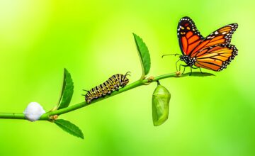 A caterpillar, chrysalis and butterfly on a branch, from Words That Live with Insects, Hiragana Times October 2026.