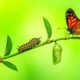 Words That Live with Insects <br src=