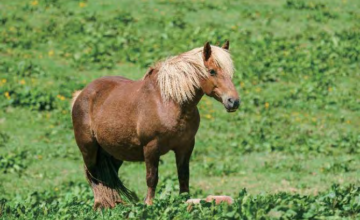 A young horse, illustrating 駒 in Words That Dwell in Koma, Hiragana Times November 2026