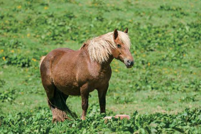 A young horse, illustrating 駒 in Words That Dwell in Koma, Hiragana Times November 2026